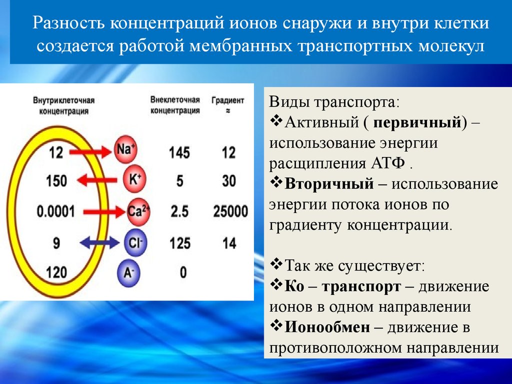 Концентрации ионов внутри и снаружи клетки. Соотношение ионов внутри и снаружи клетки. Мембранный потенциал ионов клетки. Концентрация ионов калия в состоянии покоя внутри клетки.