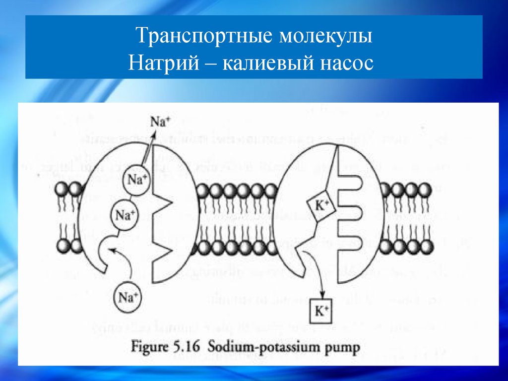 Калий натриевый насос схема