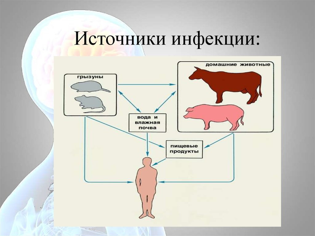 Лептоспироз бруцеллез