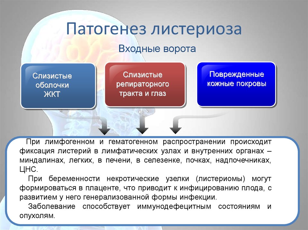 Листерии и листериоз симптомы у человека фото признаки и лечение