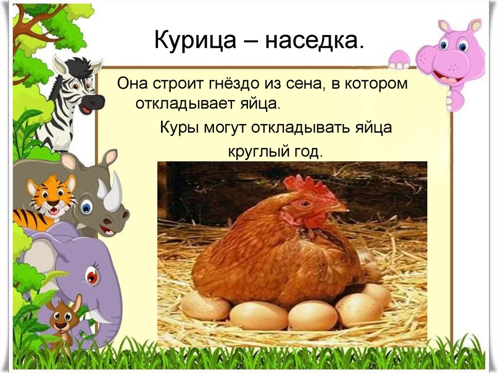 Загадка про кур. Курица для презентации. Курица-наседка. Проект на тему курица. Презентация о домашних птицах.