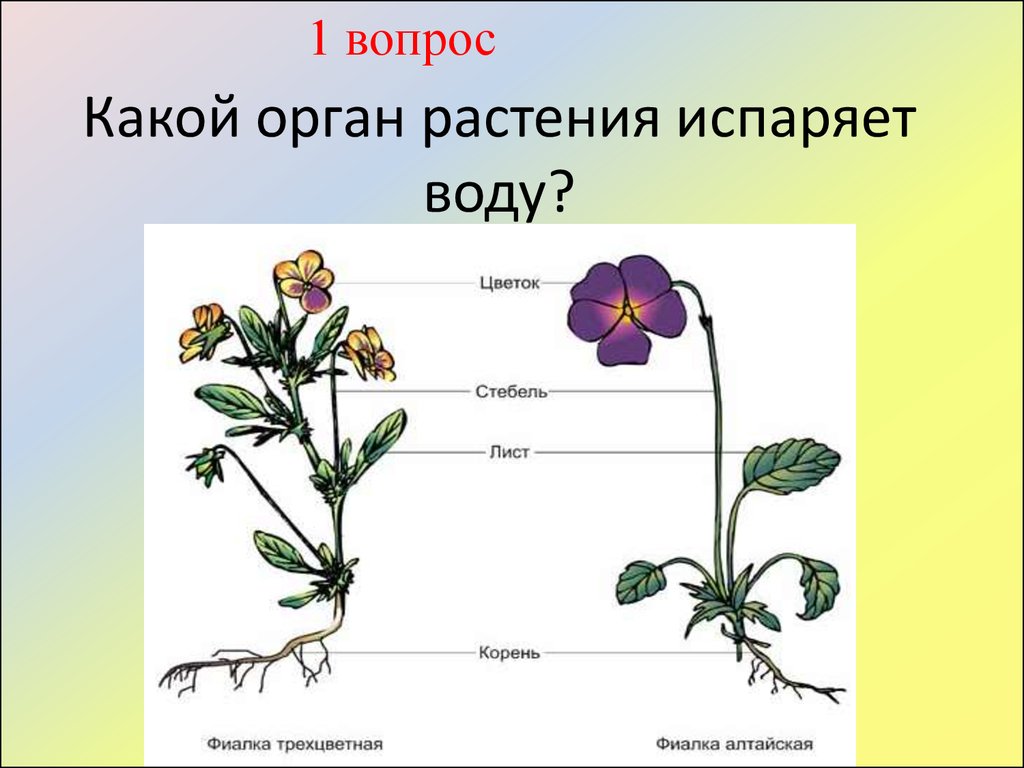 Органы растения 3 класс. Органы растений. Части растения. Название органов растений. Какие органы есть у растений.
