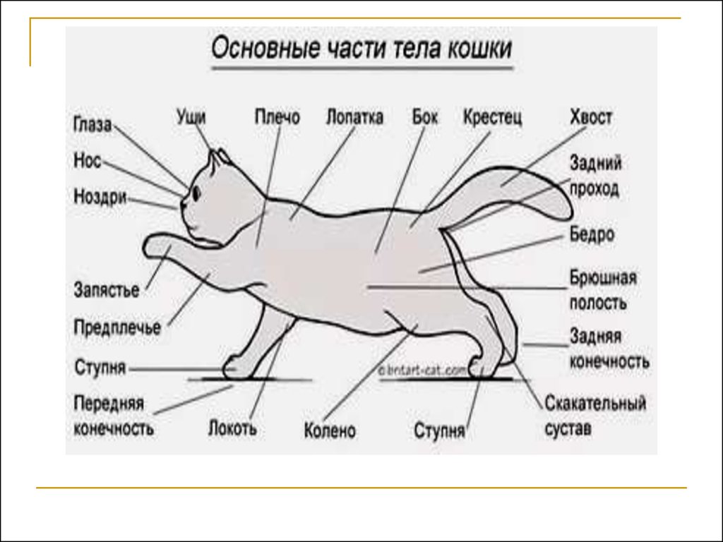 Внешнее строение кошки кратко. Кошачьи части тела. Организм кошки. Основные части тела кошки. Строение кошки.