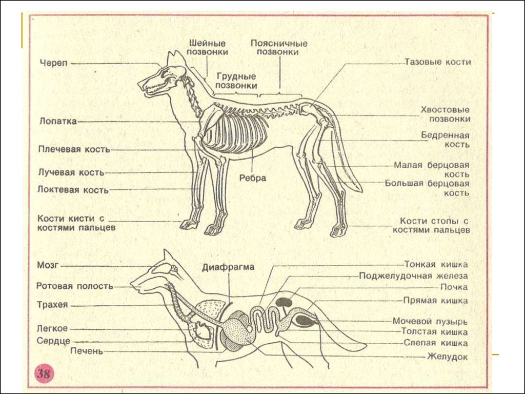 Внутреннее строение органов животных. Внутреннее строение млекопитающих 7 класс. Внешнему, скелет, внутреннее строение млекопитающих. Биология внутреннее строение млекопитающих. Внутреннее строение млекопитающих схема.