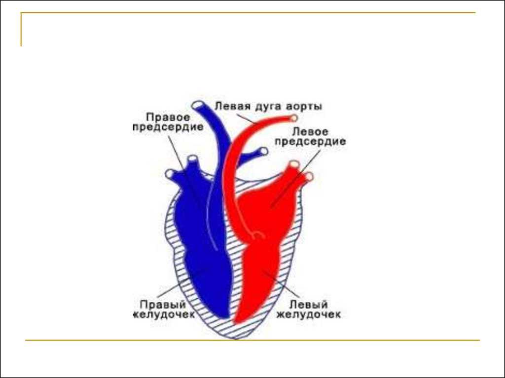 Правая дуга аорты у млекопитающих