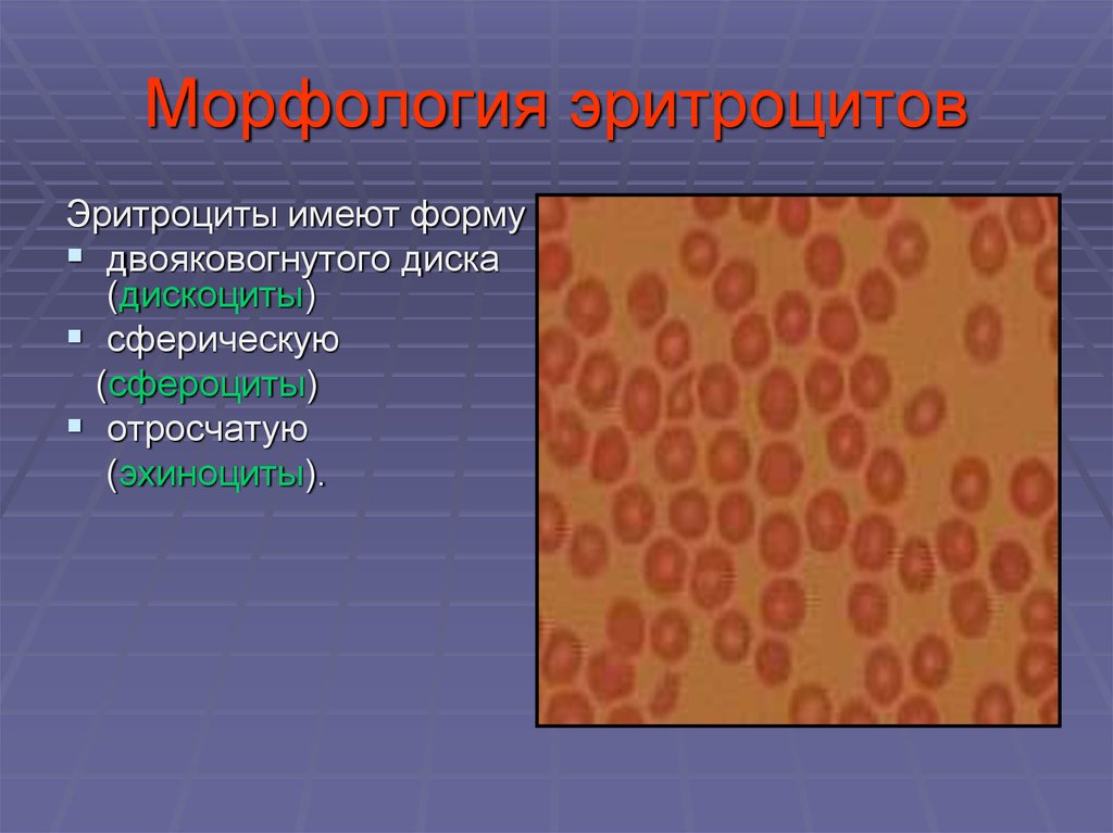 Особенности эритроцитов. Аномалии морфологии эритроцитов. Морфология эритроцитов в крови.