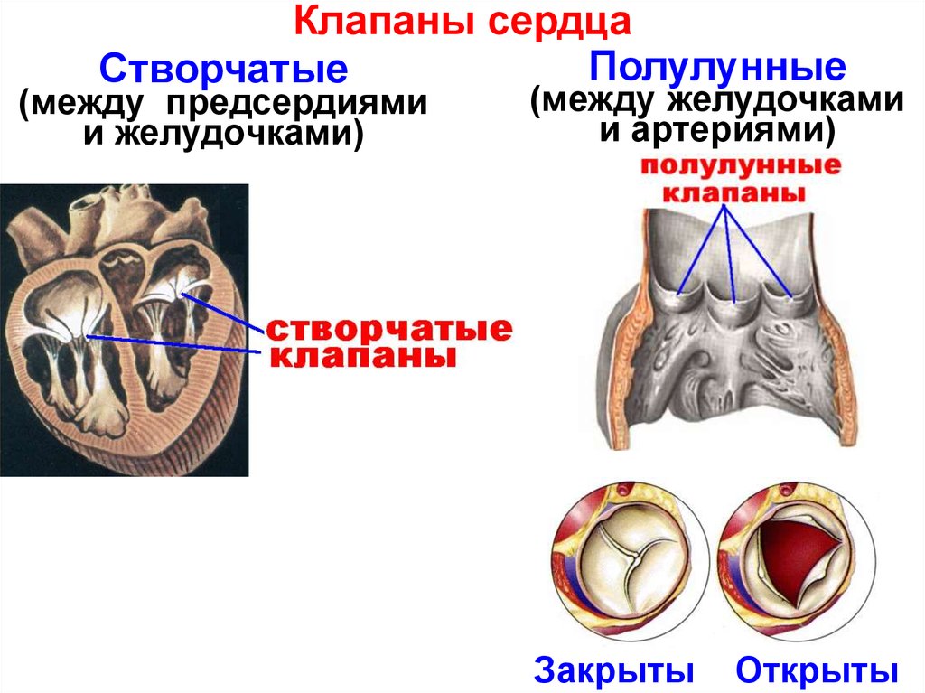 Между предсердиями и желудочками находятся. Створчатый клапан и полулунный клапан. Строение сердца полулунный клапан. Створчатые клапаны сердца. Строение сердца полулунные и створчатые клапаны.