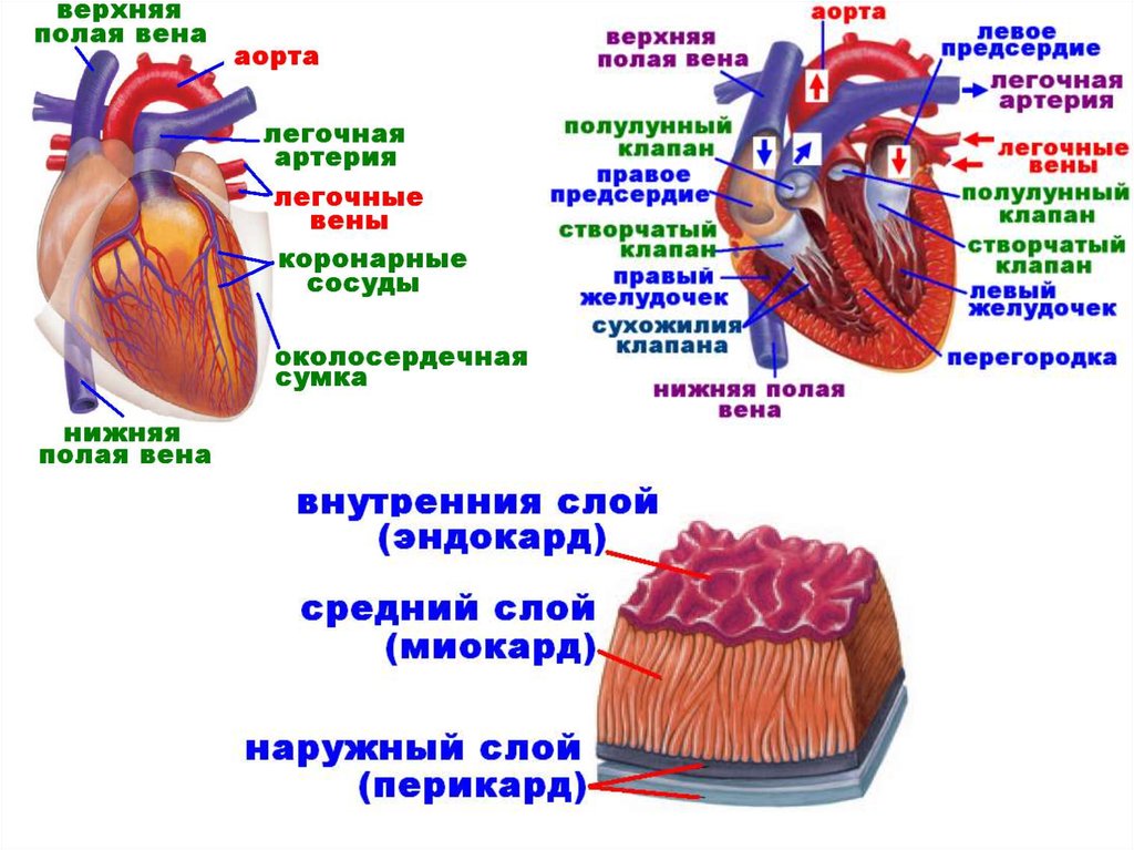 Рассмотрите схему строения кровеносной системы пчелы имеют