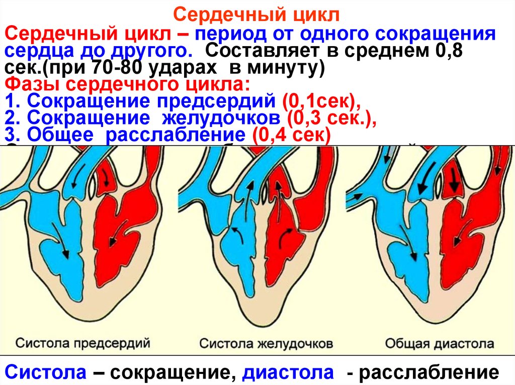 Какие вены имеют клапаны