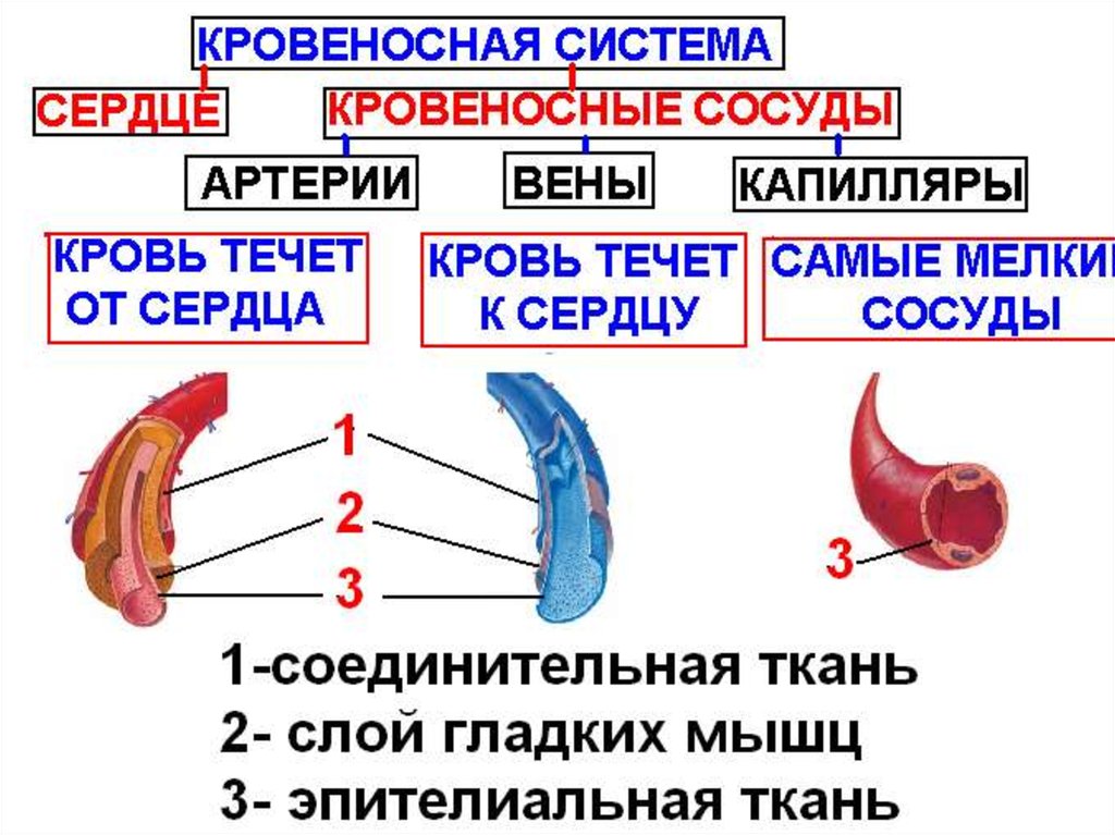 Презентация кровеносная система 8 класс биология