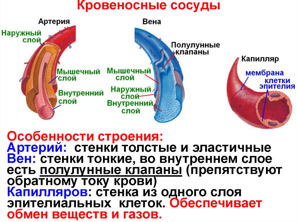 Особенности строения артерий вен. Строение и функции кровеносных сосудов таблица. Особенности строения кровеносных сосудов таблица. Строение кровеносных сосудов артерии вены. Особенности в строении сосудов артерии вены капилляры.