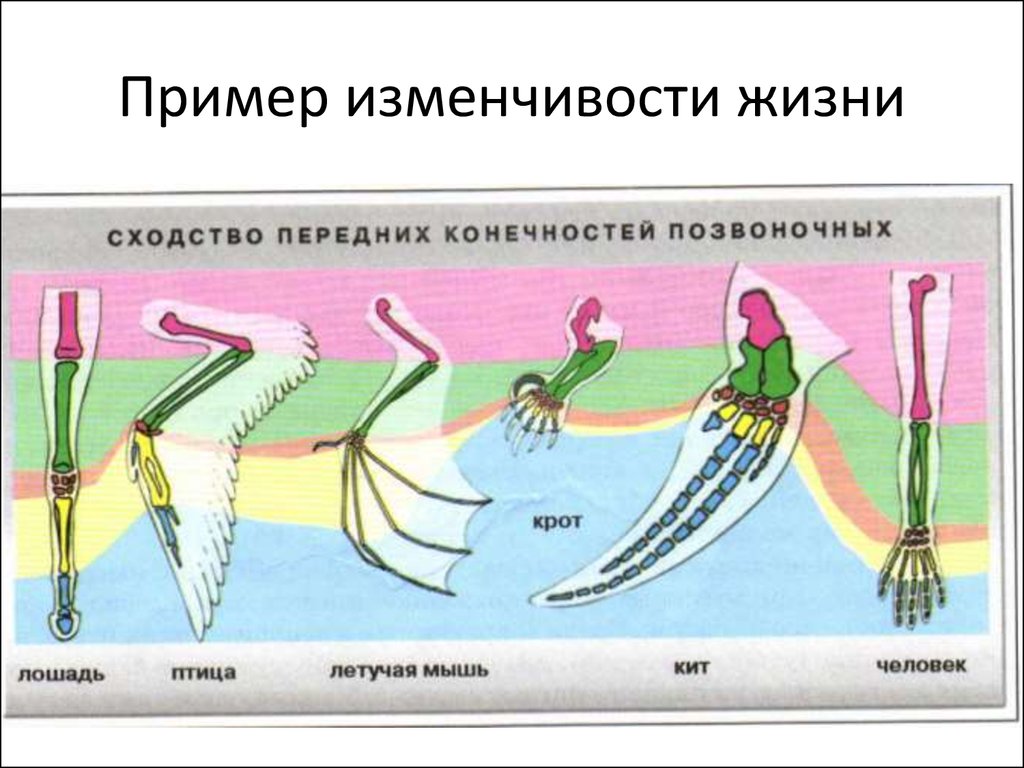 Единый план строения пятипалых конечностей