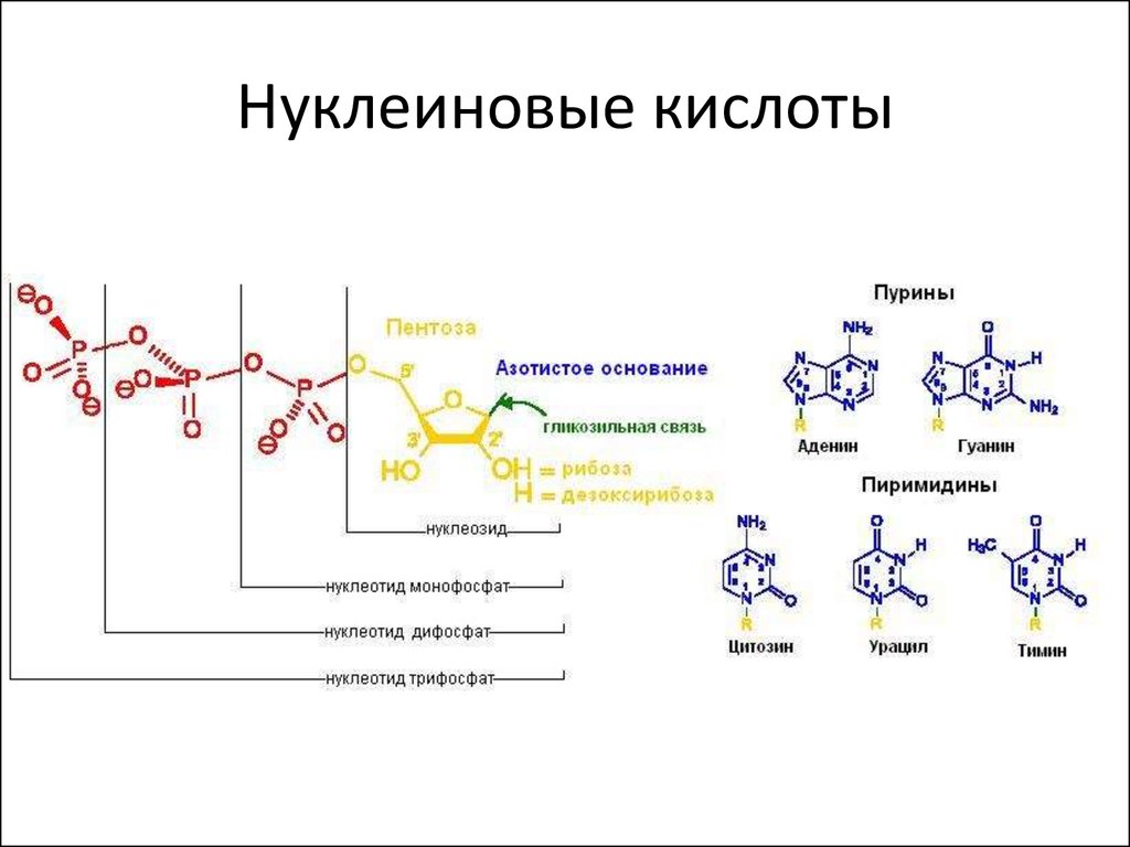 На рисунке изображен нуклеотид являющийся мономером клеточного полимера назовите часть нуклеотида