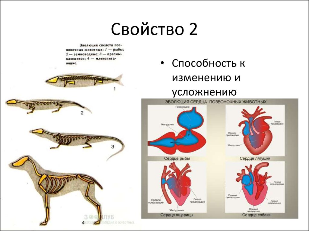 У каких хордовых двухкамерное сердце. Эволюция скелета конечностей хордовых. Эволюция позвоночных животных. Кровеносная система позвоночных животных. Основные этапы эволюции позвоночных.