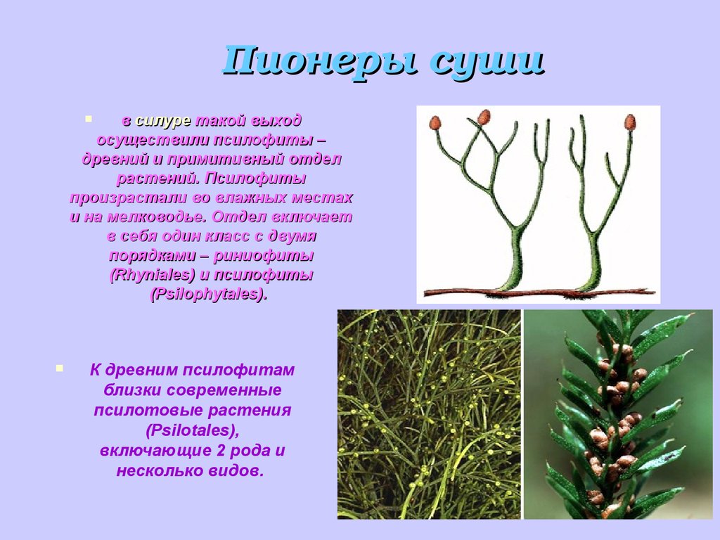 1 споровые растения. Псилофиты споровые. Высшие споровые растения псилофиты. Риниофиты споровые растения. Псилофиты и риниофиты.
