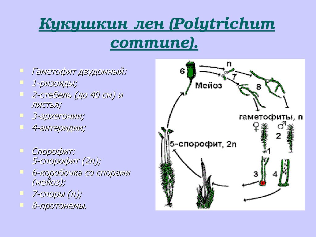 Гаметы образуются в гаметофите. Жизненный цикл растения Кукушкин лен. Размножение мха Кукушкин лен цикл развития. Жизненный цикл размножения Кукушкина льна. Кукушкин лен жизненный цикл схема.