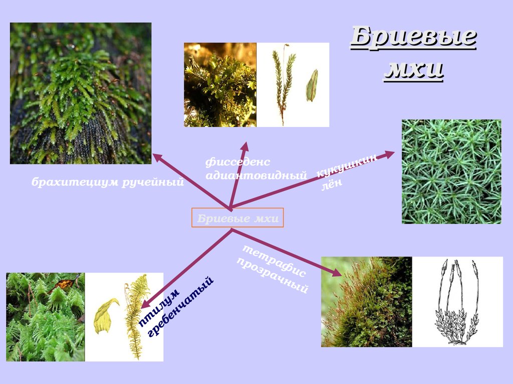 Отдел мхи примеры растений. Бриевые мхи. Моховидные Бриевые. Подкласс Бриевые мхи. Мхи это споровые растения.