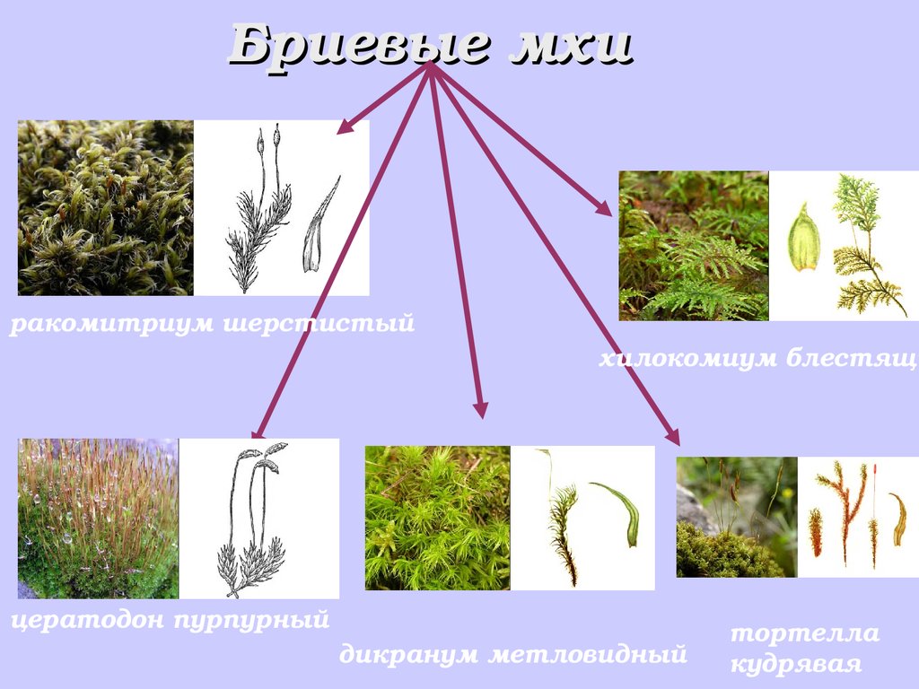 Примеры растений группы мхов. Бриевые мхи. Листостебельные мхи сфагнум. Листостебельное растение мха. Листостебельные мхи представители.