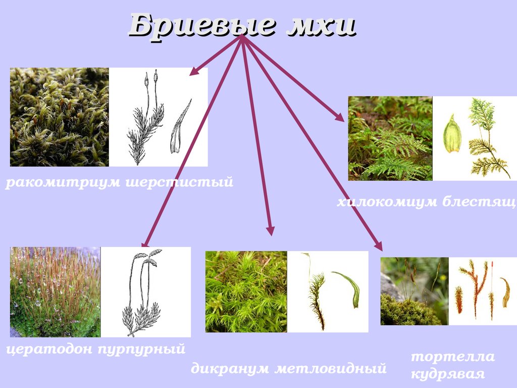 Моховидные высшие растения. Бриевые мхи. Подкласс Бриевые мхи. Бриевые мхи представители. Подкласс зеленые мхи представители.