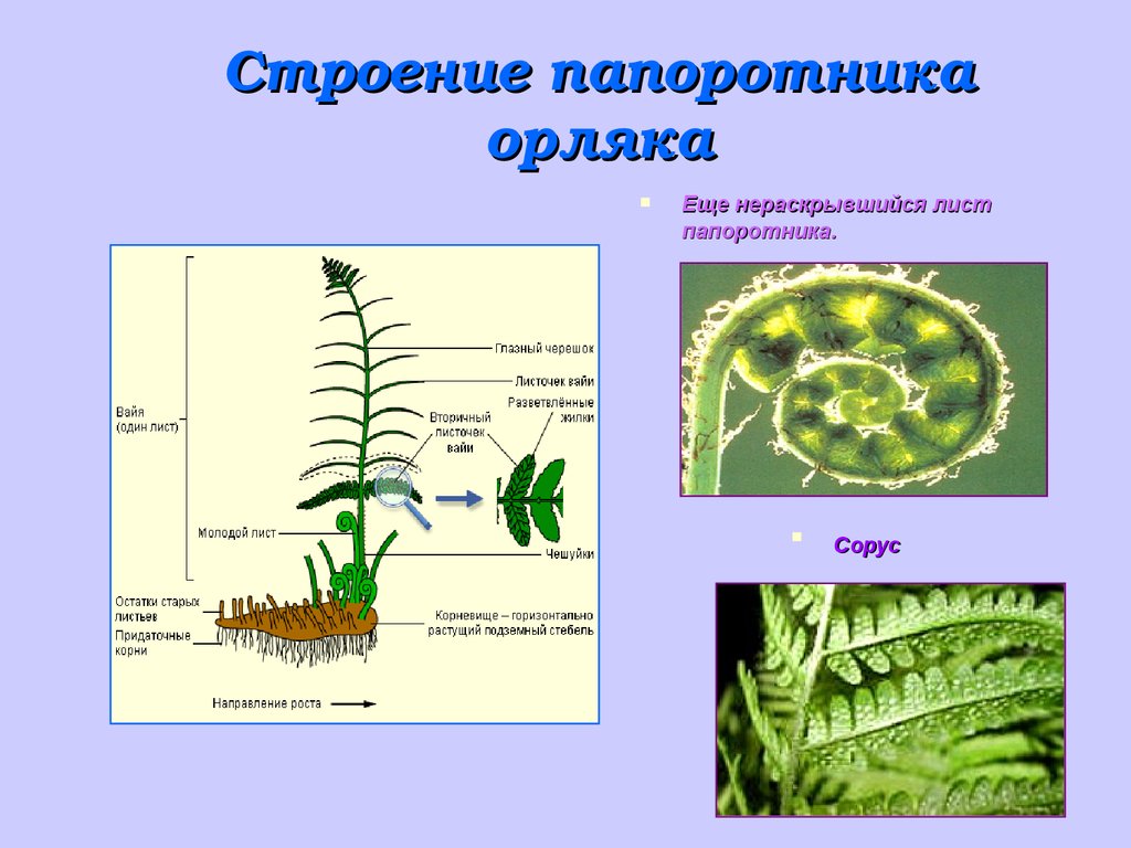 Строение папоротника рисунок