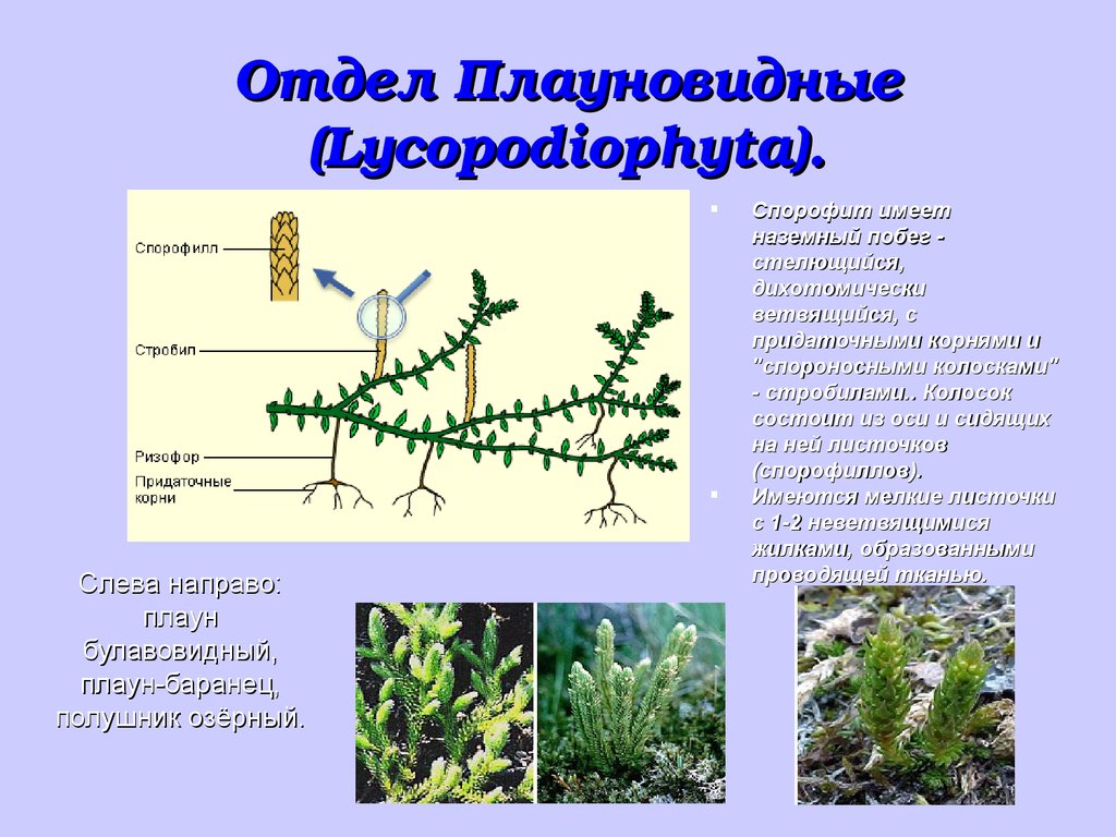 Отдел плауновидные. Спорофит плауновидных. Плауновидные (Lycopodiophyta). Высшие споровые растения отдел Плауновидные. Плаун булавовидный стелющийся побег.