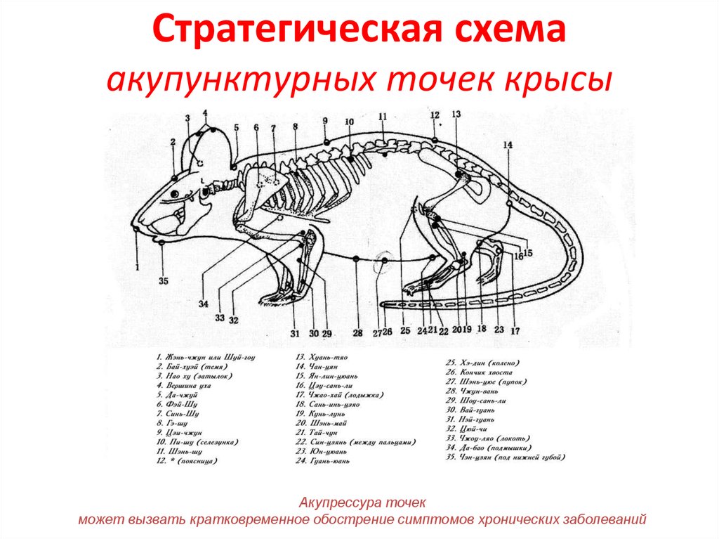 Акупунктурные точки у собак схема с описанием