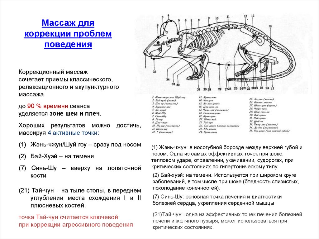 Акупунктурные точки у собак схема с описанием