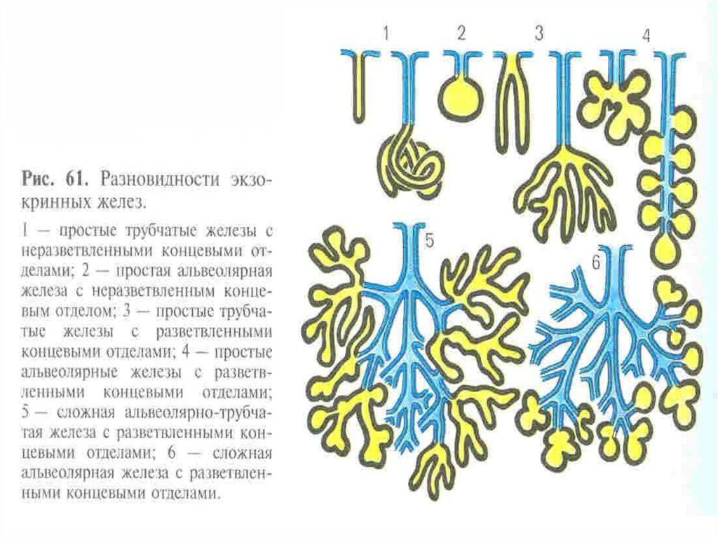 Простые трубчатые железы. Трубчатые железы гистология. Простые разветвленные трубчатые железы. Альвеолярная трубчатая трубчатая железа. Простая неразветвленная трубчатая железа.