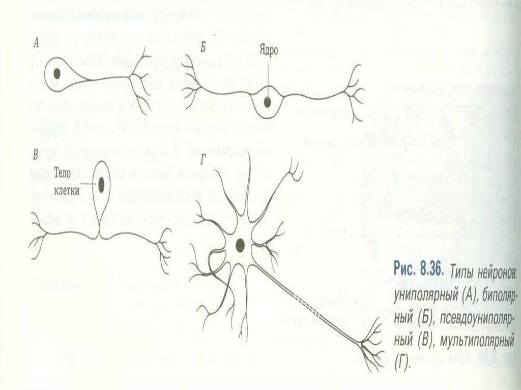 Тело нервной клетки. Нейроны гистология схема. Импульс уходит от тела нервной клетки по. Ложно униполярный Нейрон. Дифферон нервных клеток.