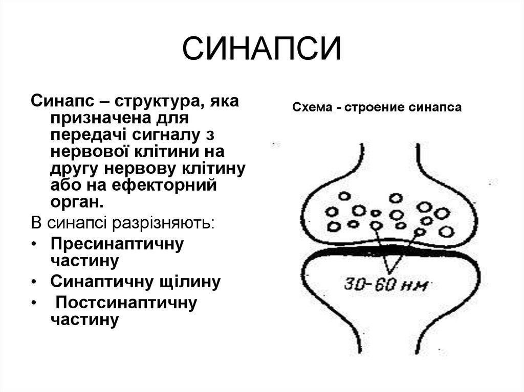 Схема строения синапса