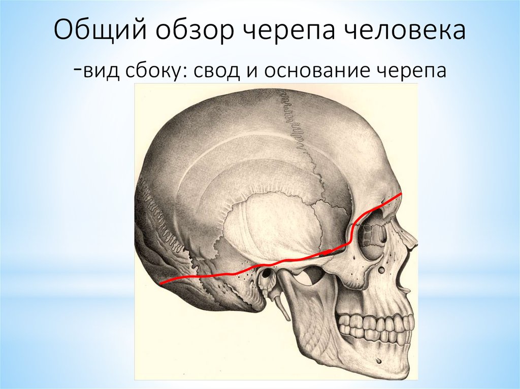 Линия свода. Свод черепа сбоку. Свод черепа и основание черепа. СВОТ И основание черепа. Свод и основание черепа анатомия строение.