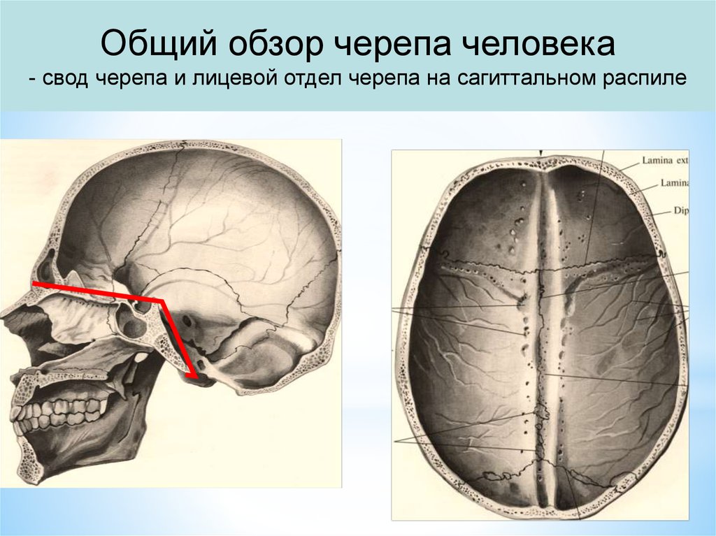 Основание черепа где. Свод черепа сбоку. Свод черепа вид сбоку. Свод черепа границы строение. Строение свода черепа швы.