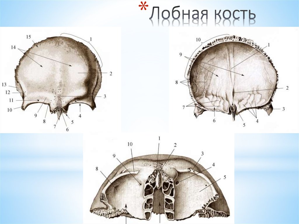 Лобные латынь. Строение лобной кости анатомия. Лобная кость черепа анатомия. Лобная кость снизу анатомия. Лобная кость черепа анатомия человека.