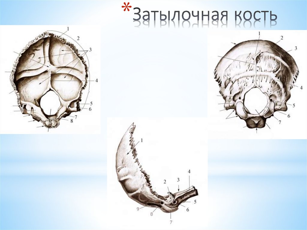 Затылочная кость черепа рисунок