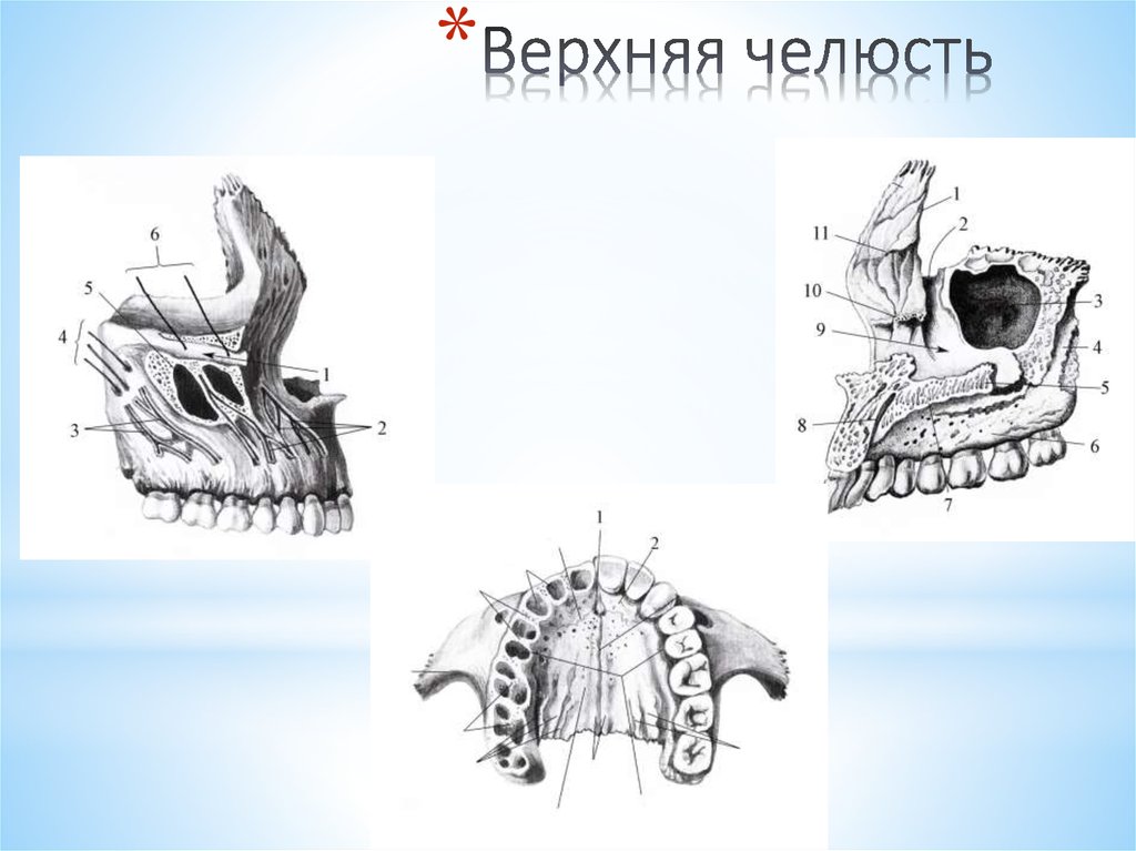 Рисунок верхняя челюсть