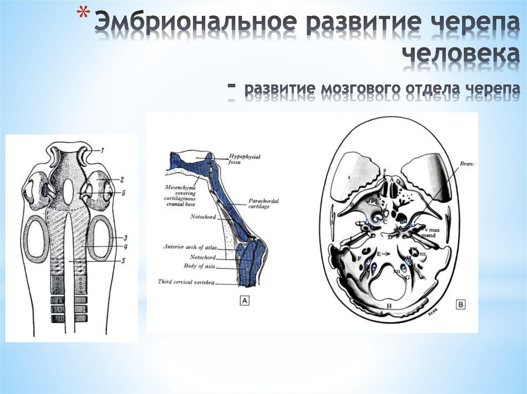 Возрастная анатомия черепа