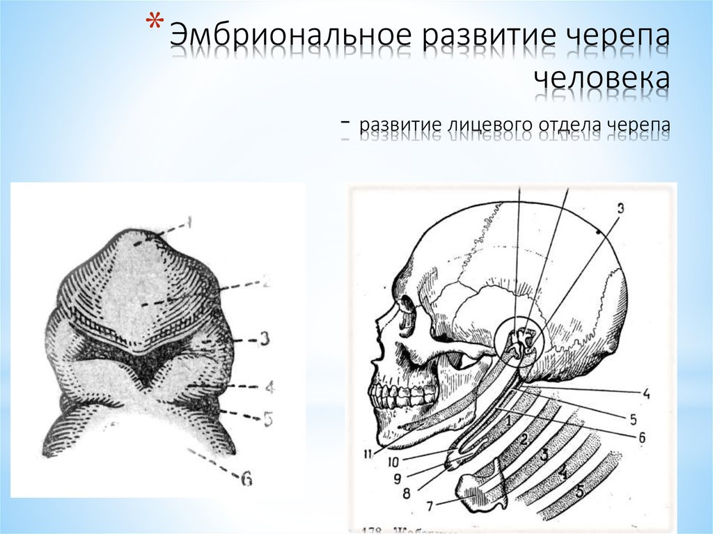 Полости лицевого черепа. Развитие лицевого черепа. Формирование черепа человека. Эмбриональное развитие черепа. Эмбриональное развитие черепа человека.