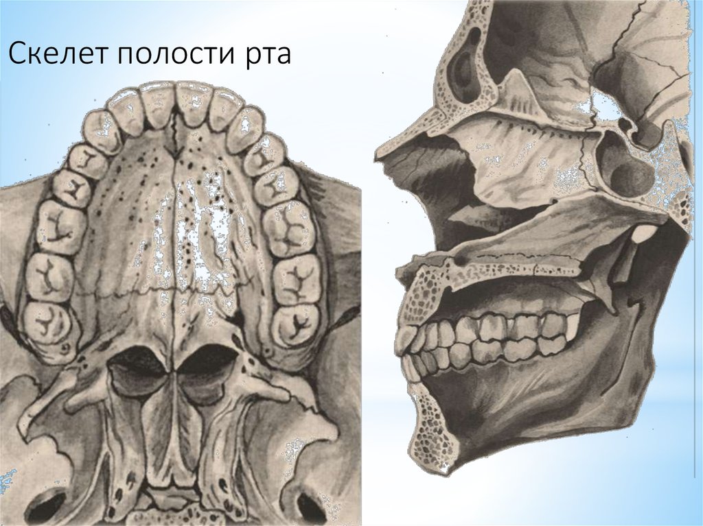 Рот скелета. Скелет ротовой полости. Анатомический череп силуэт.