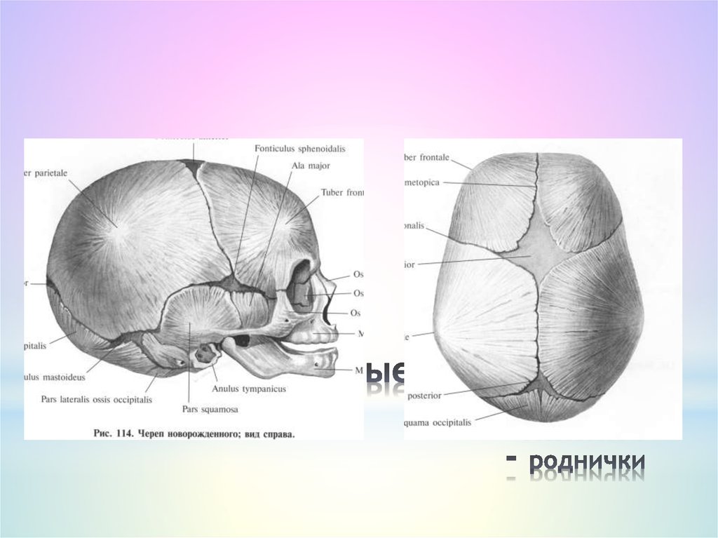 Значение родничков в черепе. Соединение костей черепа роднички. Швы и роднички черепа. Роднички различают анатомия. Топография черепа роднички.
