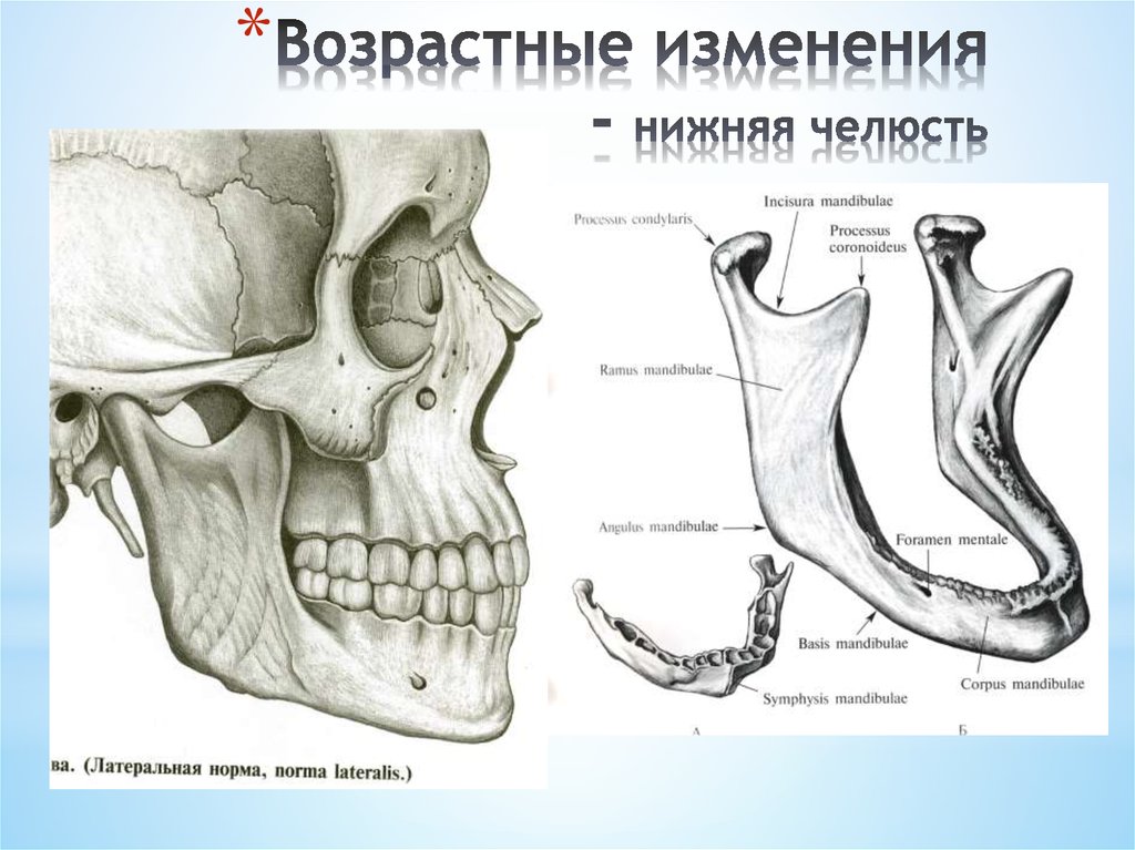 Схема верхней и нижней челюсти