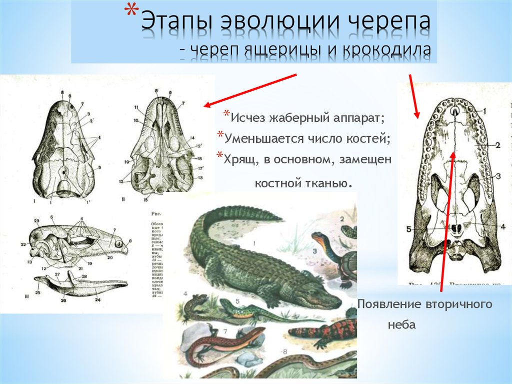 Развитие змеи схема