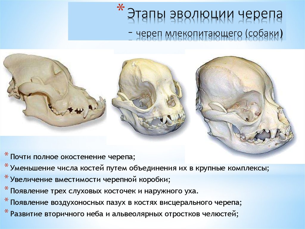 Особенности строения скелета черепа млекопитающих