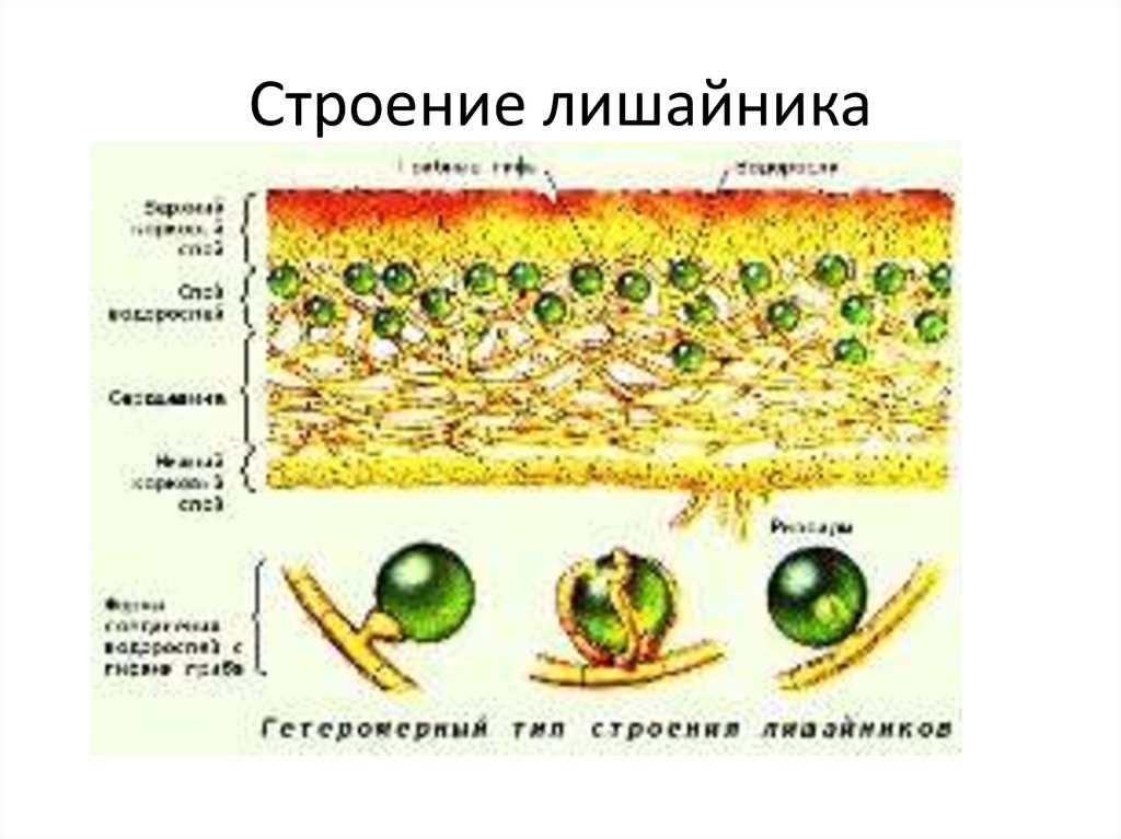 Тело лишайника состоит из гриба и водоросли. Строение таллома лишайника. Модель внутреннего строения лишайника 5 класс.