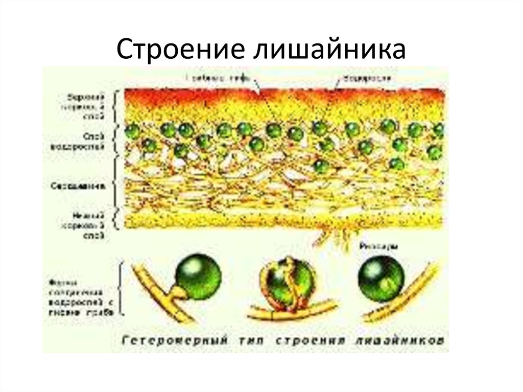 Организм состоит из гриба и водоросли