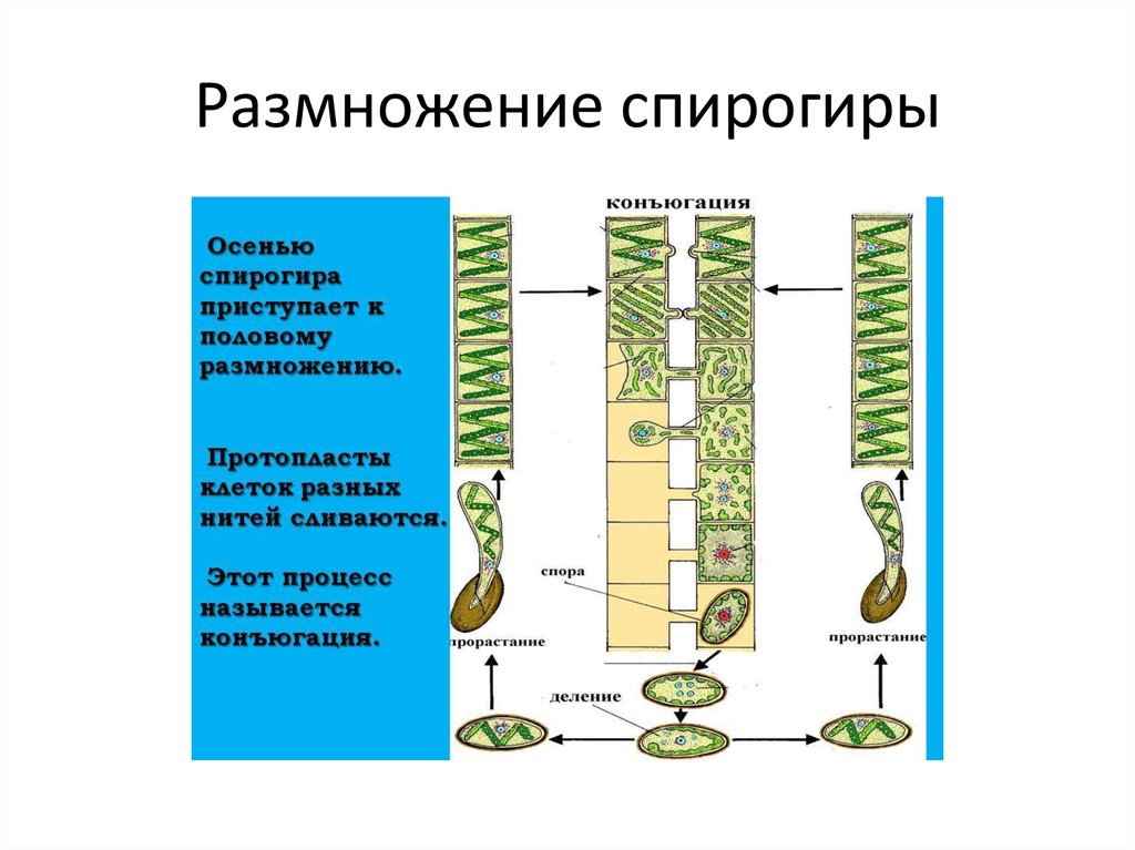 Конъюгация спирогиры