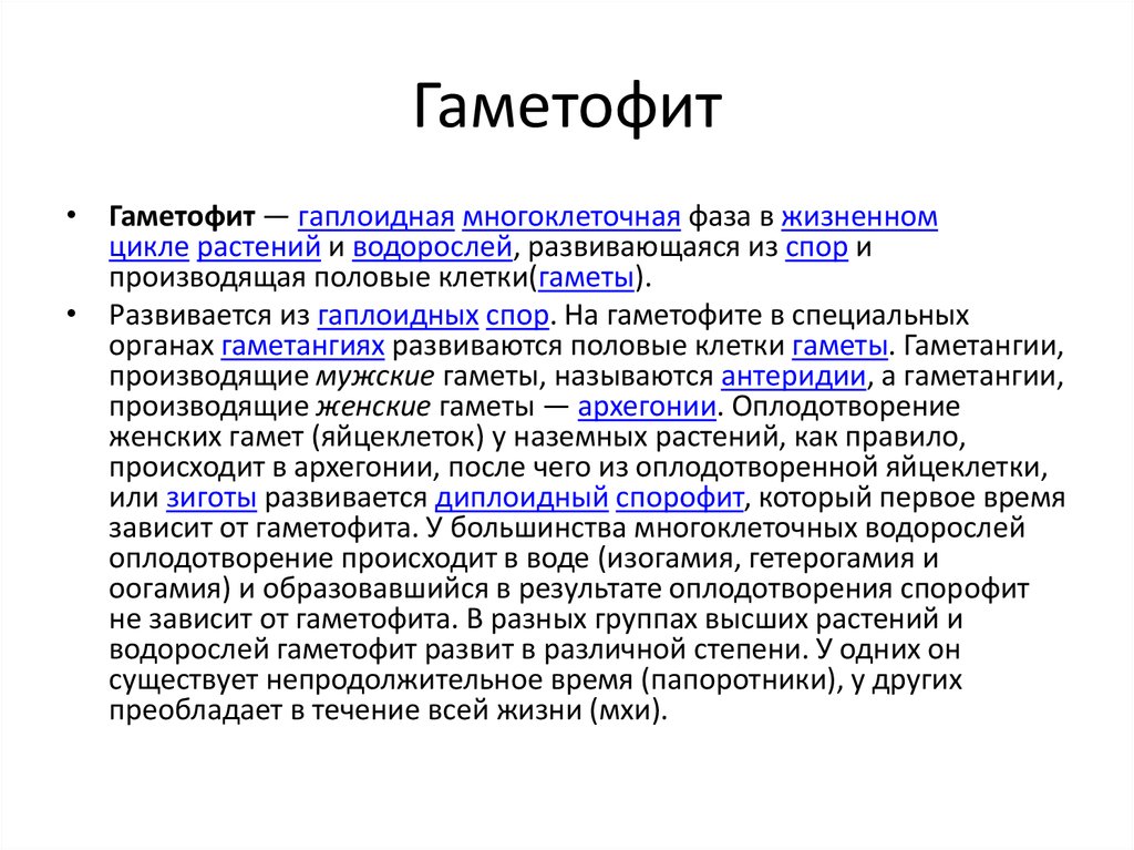 Чем представлен гаметофит у водорослей. Гаметофит. Гаметофит и спорофит. Гаметофит это в биологии. Гаплоидный гаметофит.