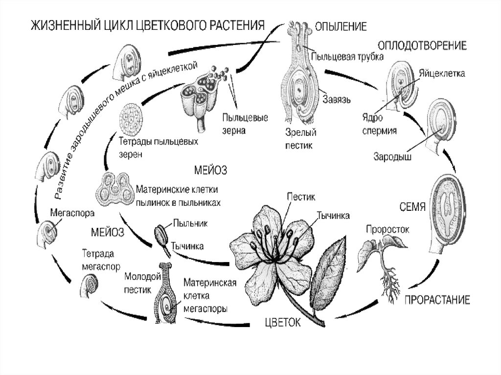 Жизненный цикл цветковых растений схема