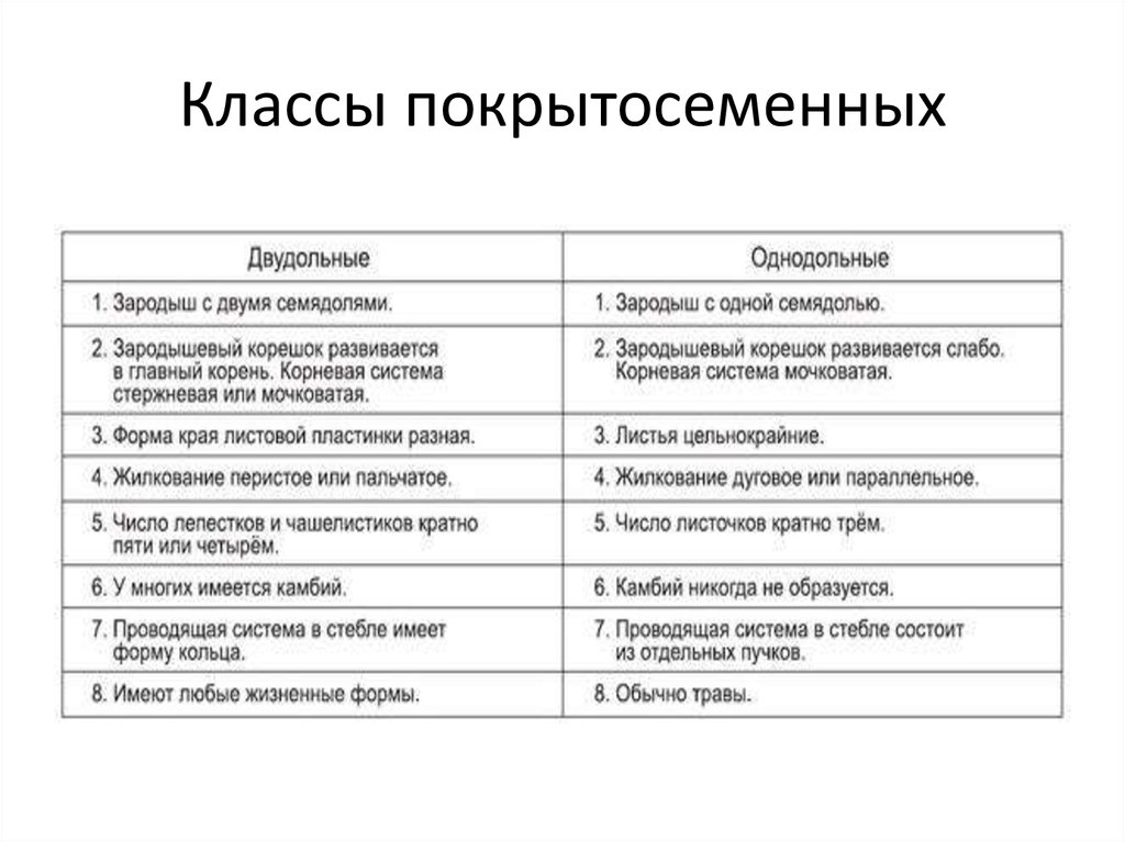 Главное различие двудольных и однодольных