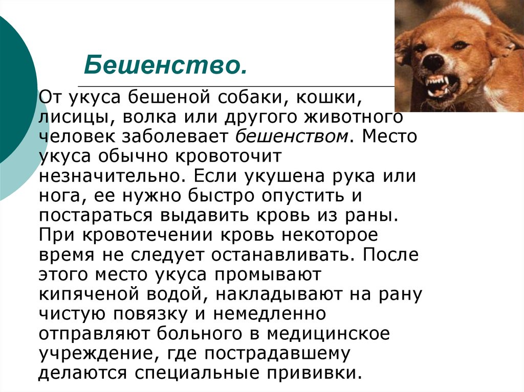 Симптомы укуса собаки человека