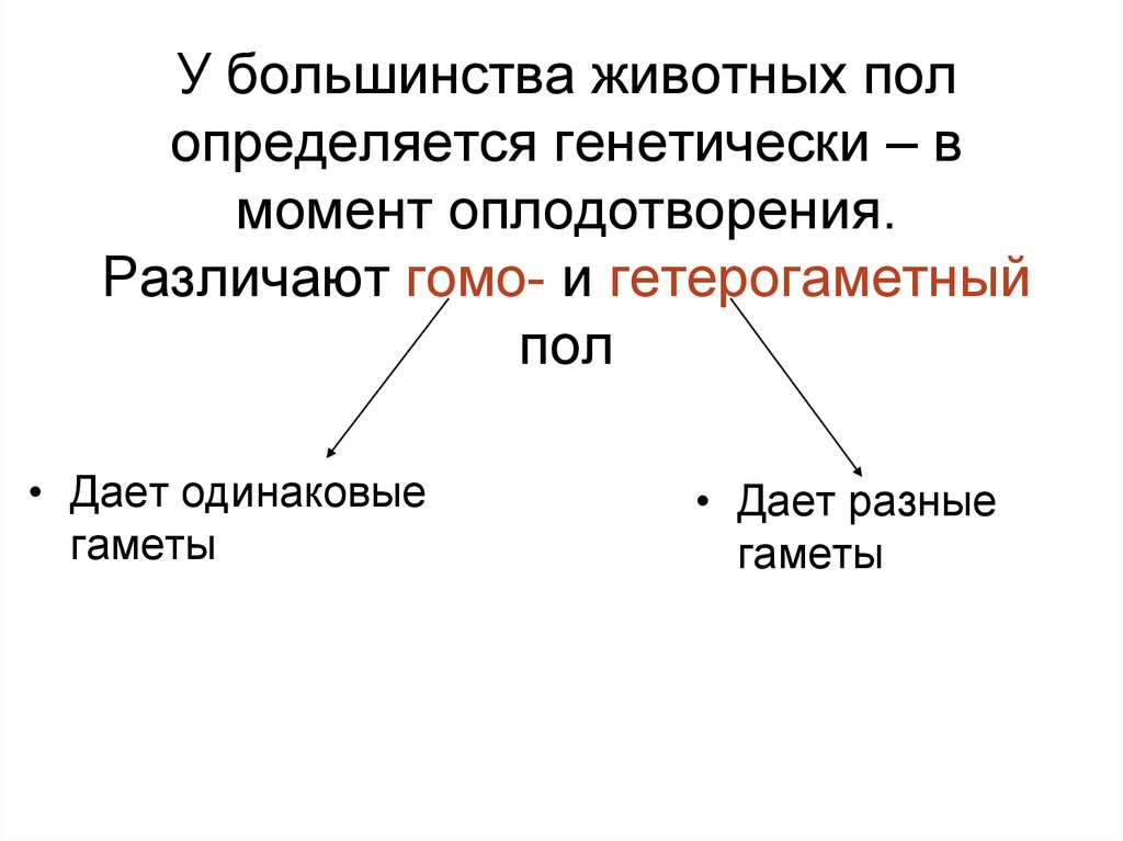 Гетерогаметный пол. Пол у животных определяется. Формирование пола у животных. Гомо и гетерогаметный пол. Факторы определения пола.